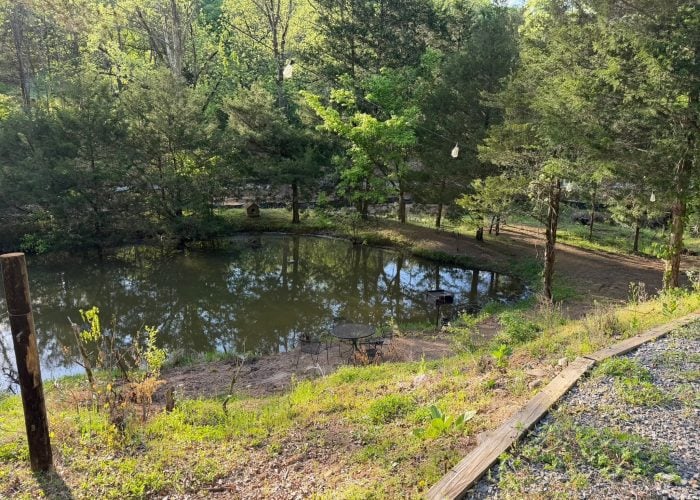 A small pond surrounded by trees and greenery, with sunlight filtering through the leaves and a gravel path along the right side.