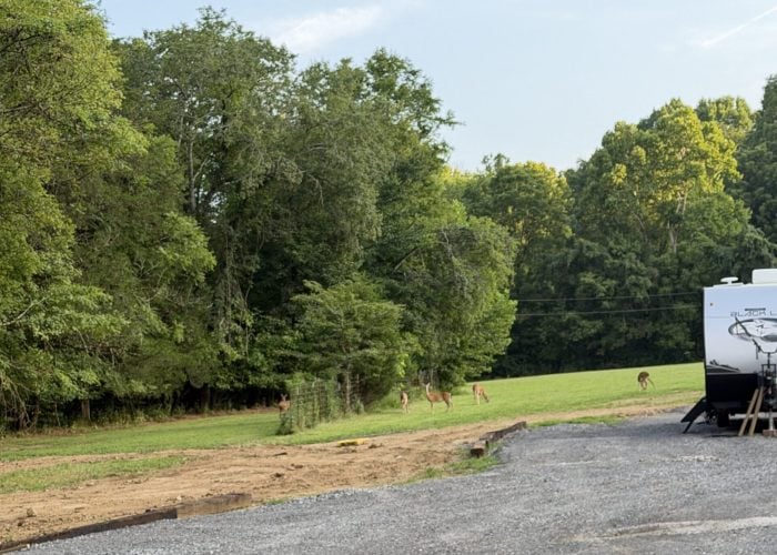 A gravel driveway leads to a grassy area bordered by trees, with several deer visible in the field near a white RV on the right.